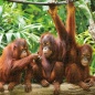 Puzzle Colorbaby Orangutan 6 Units 68 x 50 x 0,1 cm