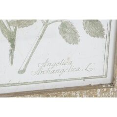 Quadro DKD Home Decor Cottage Piante botaniche 30 x 2 x 50 cm (9 Unità)